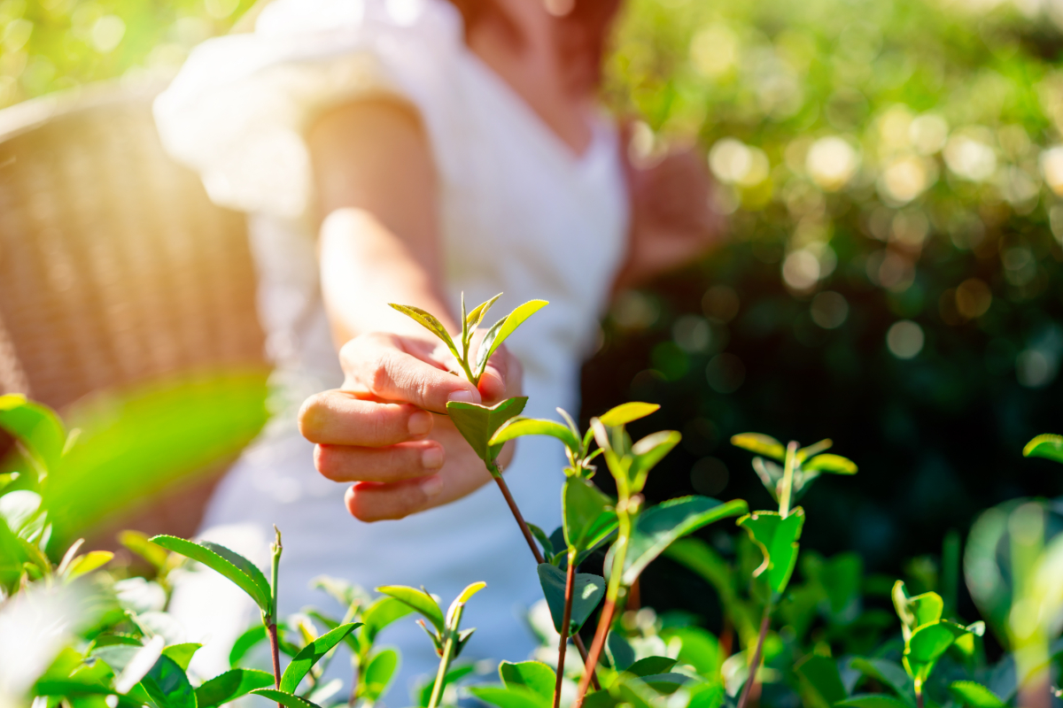 Tea Plant Growth