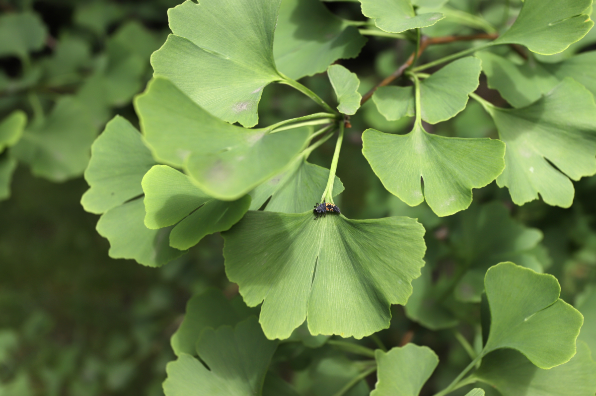 Gingko