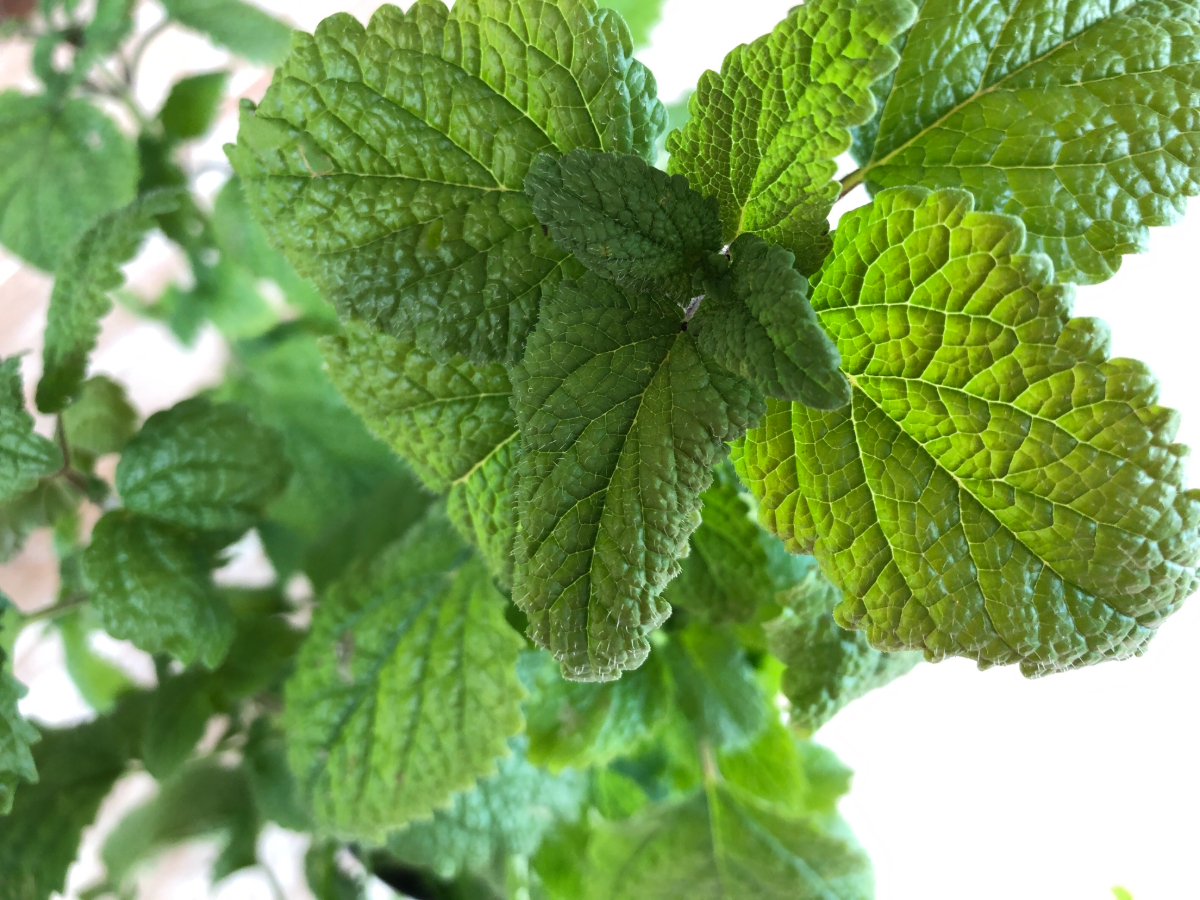 Lemon Balm