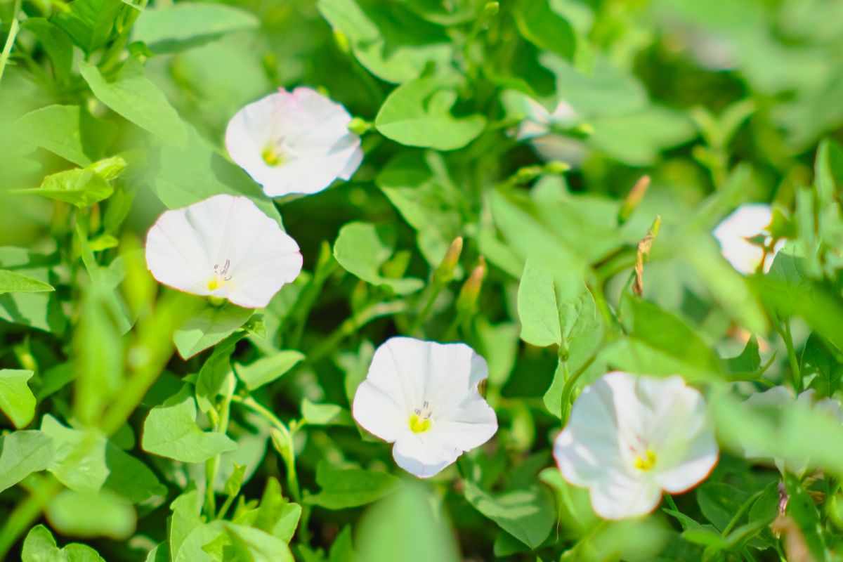 Bacopa monnieri flowers